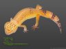 Super Hypo Tangerine - 